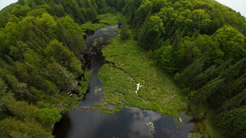 Aerial view of a forest creek and beaver dam in Ontario